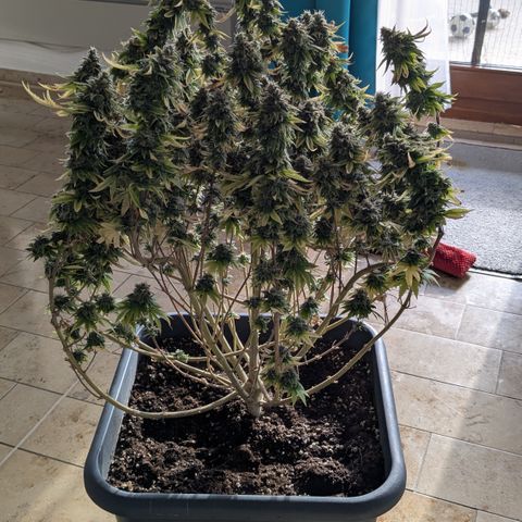 #49 AK47 growlog timeline photo
