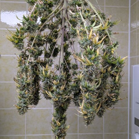 #50 AK47 growlog timeline photo
