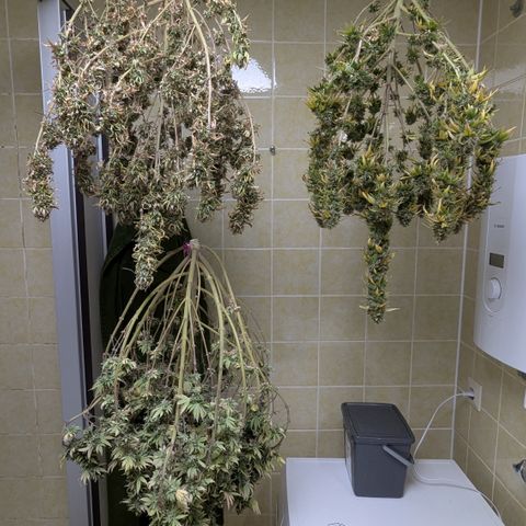 #51 AK47 growlog timeline photo