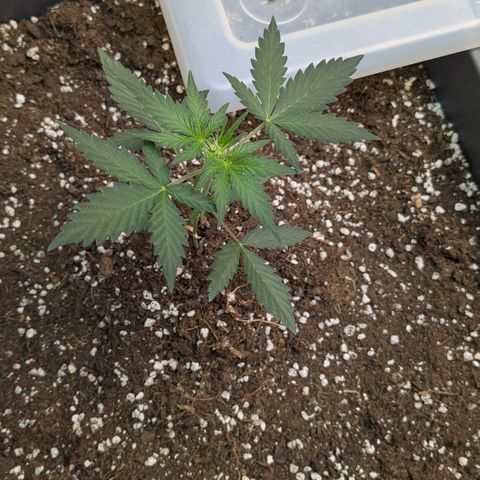 #61 White Skunk growlog timeline photo