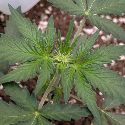#61 White Skunk growlog timeline photo