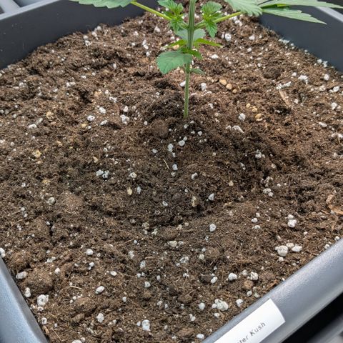 #60 Master Kush growlog timeline photo