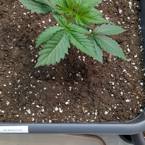 #60 Master Kush growlog timeline photo