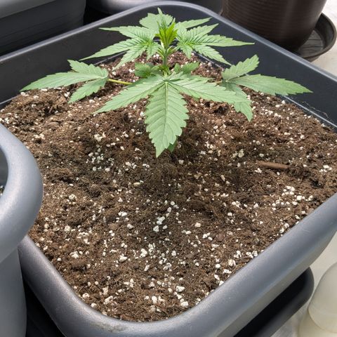 #68 Blueberry Zkittlez growlog timeline photo