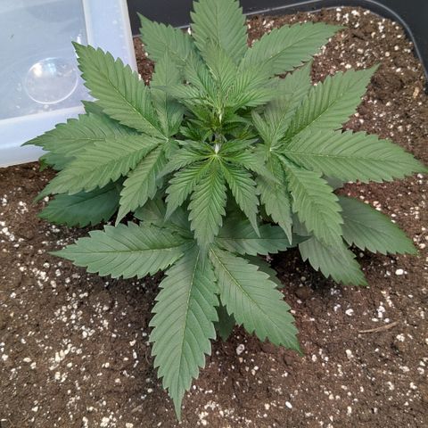 #63 Purple Bud growlog timeline photo