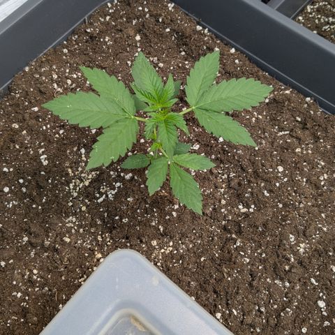 #58 Pineapple Automatic growlog timeline photo