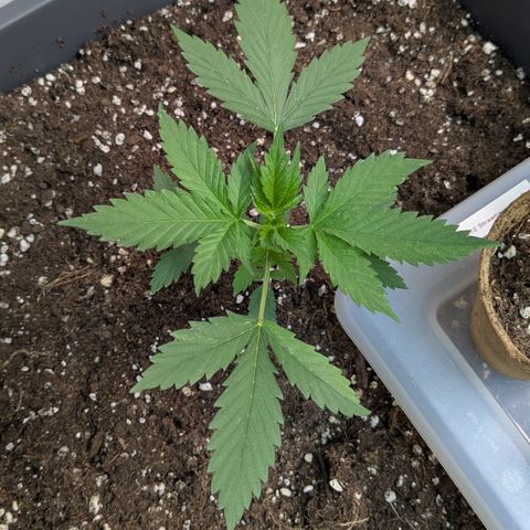 #62 Hindu Kush growlog timeline photo