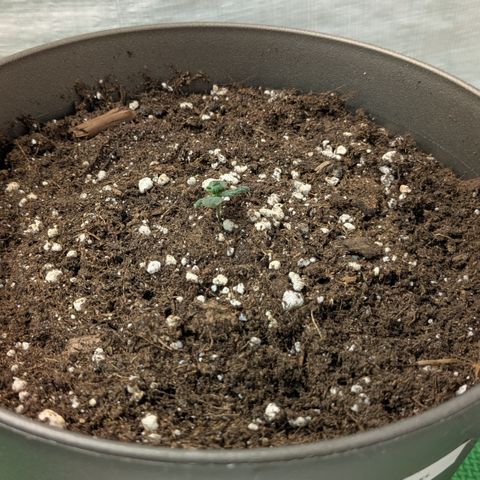 #67 Sensi Amnesia XXL growlog timeline photo
