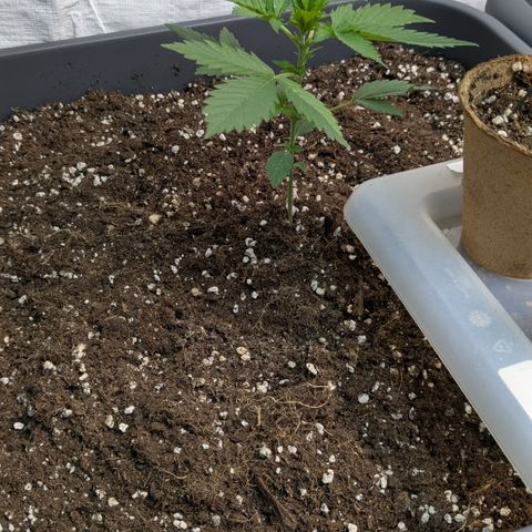 #62 Hindu Kush growlog timeline photo
