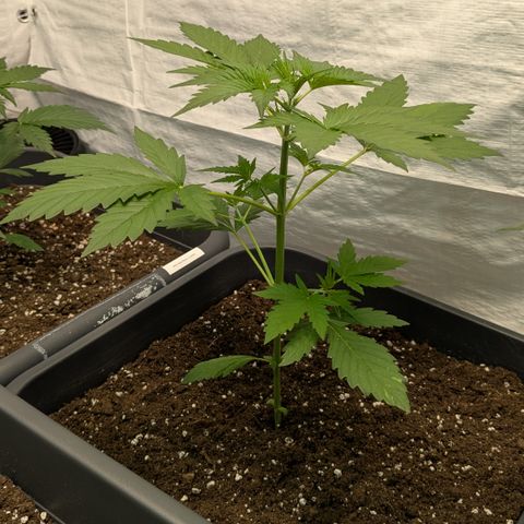 #65 Skunk #1 growlog timeline photo