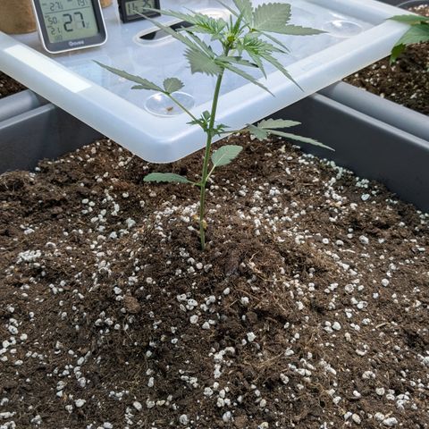 #61 White Skunk growlog timeline photo
