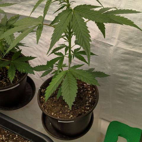 #57 Sticky Orange XXL growlog timeline photo