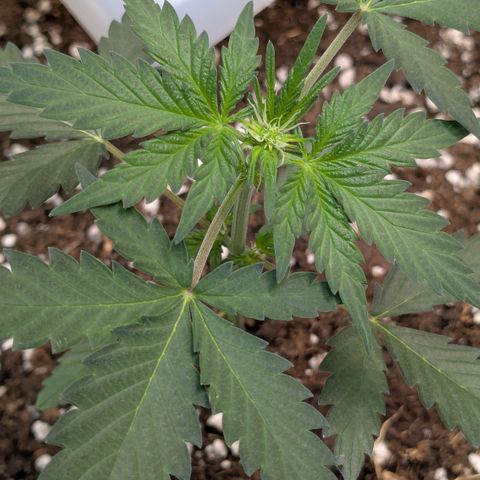 #61 White Skunk growlog timeline photo