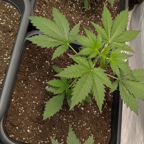 #65 Skunk #1 growlog timeline photo