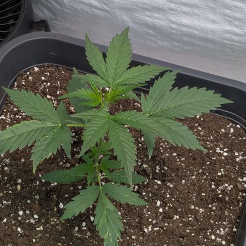 #66 Northern Lights growlog timeline photo