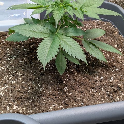 #63 Purple Bud growlog timeline photo