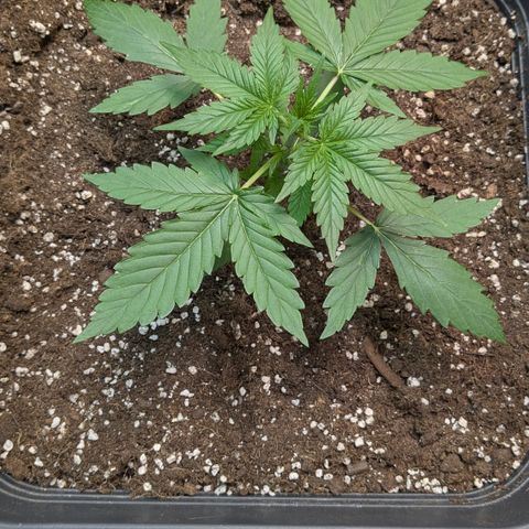 #68 Blueberry Zkittlez growlog timeline photo