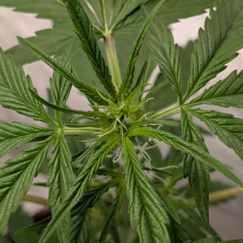 #57 Sticky Orange XXL growlog timeline photo