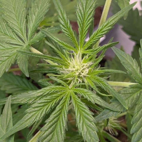 #59 Caramellow Kush Auto growlog timeline photo