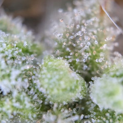 #52 Purple Haze growlog timeline photo