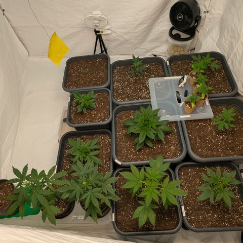 #57 Sticky Orange XXL growlog timeline photo