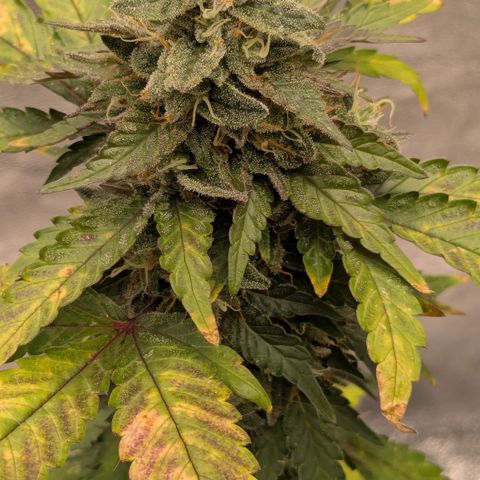 #55 Purple Haze growlog timeline photo
