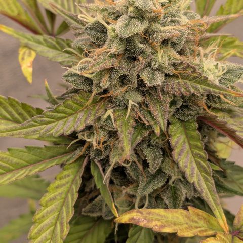 #54 Purple Haze growlog timeline photo