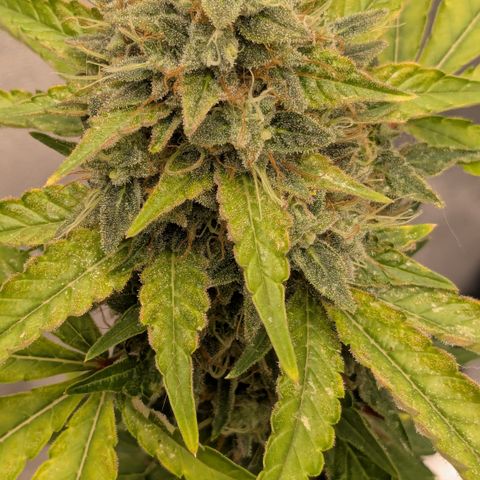 #56 Purple Haze growlog timeline photo