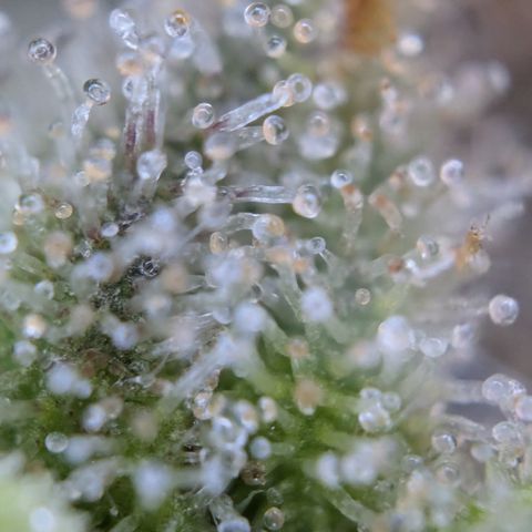 #52 Purple Haze growlog timeline photo