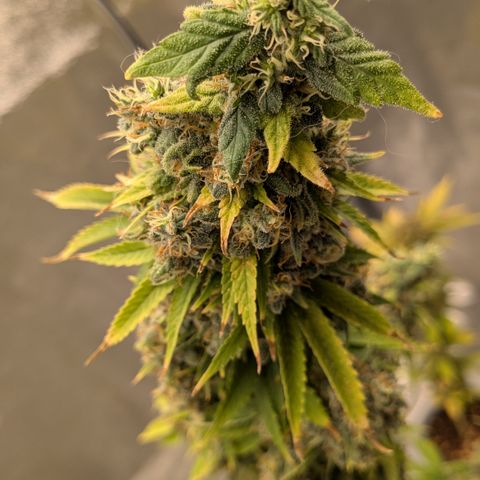 #48 AK47 growlog timeline photo