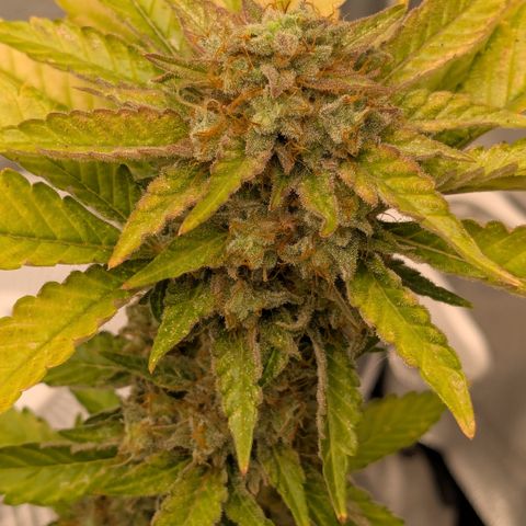 #52 Purple Haze growlog timeline photo
