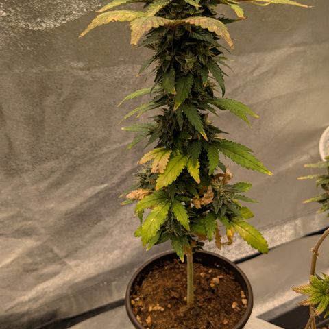 #55 Purple Haze growlog timeline photo