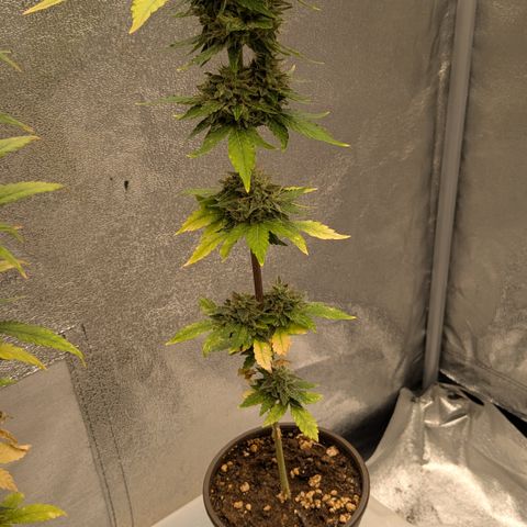#56 Purple Haze growlog timeline photo