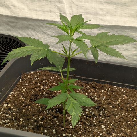 #66 Northern Lights growlog timeline photo