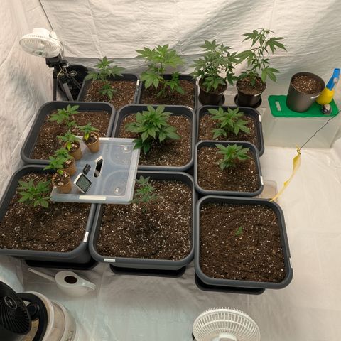 #57 Sticky Orange XXL growlog timeline photo
