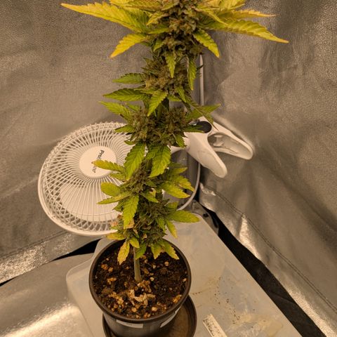 #52 Purple Haze growlog timeline photo