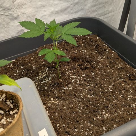 #58 Pineapple Automatic growlog timeline photo