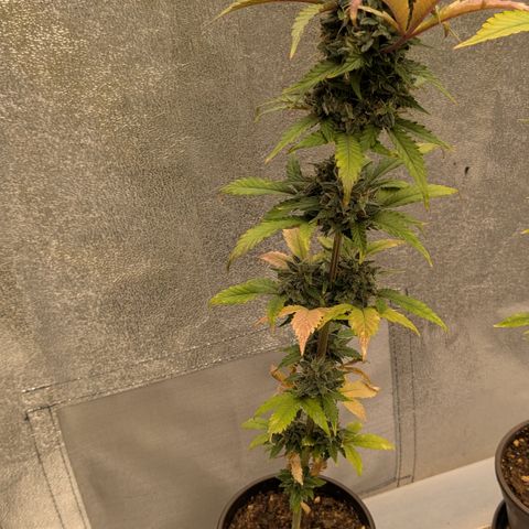 #54 Purple Haze growlog timeline photo
