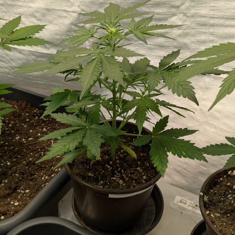 #59 Caramellow Kush Auto growlog timeline photo