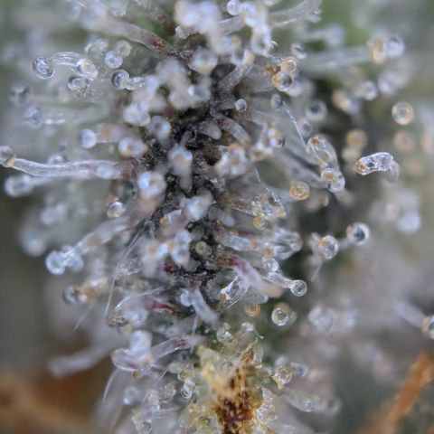 #52 Purple Haze growlog timeline photo