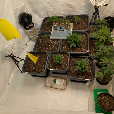 #57 Sticky Orange XXL growlog timeline photo