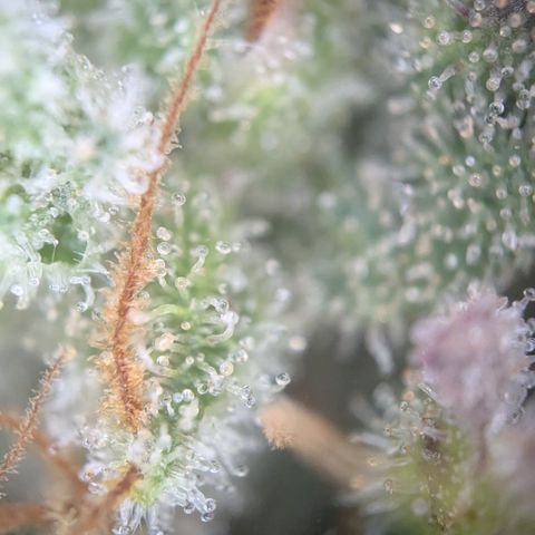 #52 Purple Haze growlog timeline photo