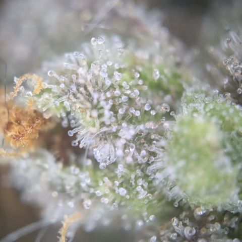 #52 Purple Haze growlog timeline photo