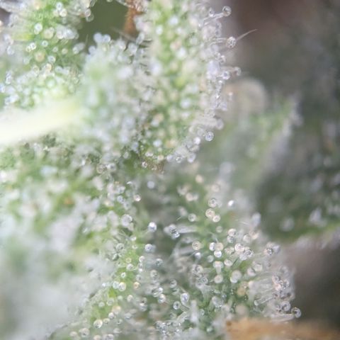 #54 Purple Haze growlog timeline photo