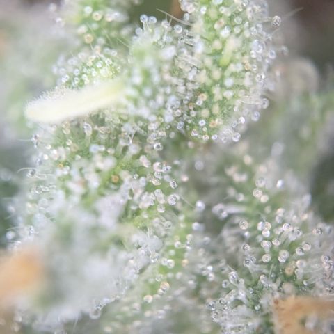 #54 Purple Haze growlog timeline photo