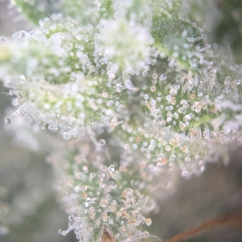 #56 Purple Haze growlog timeline photo