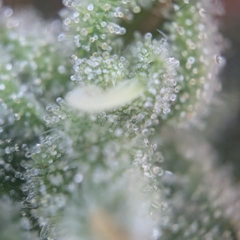 #54 Purple Haze growlog timeline photo