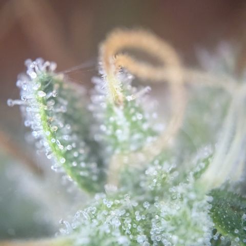 #56 Purple Haze growlog timeline photo