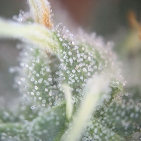 #55 Purple Haze growlog timeline photo