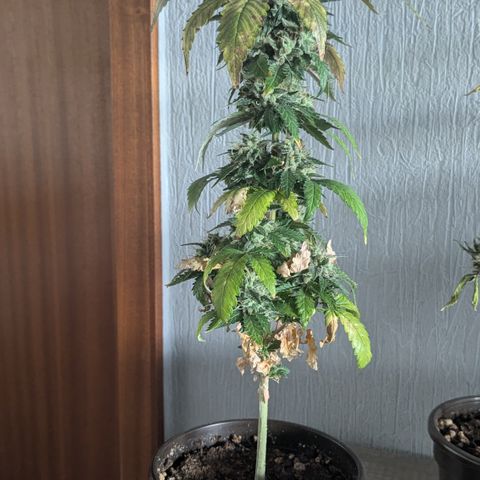 #55 Purple Haze growlog timeline photo
